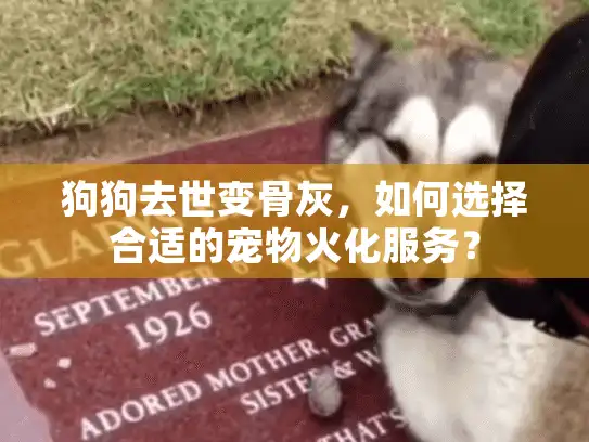 狗狗去世变骨灰，如何选择合适的宠物火化服务？