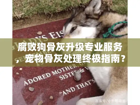 腐败狗骨灰升级专业服务，宠物骨灰处理终极指南？