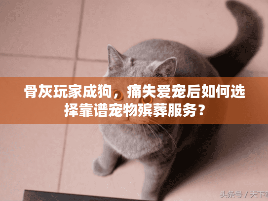 骨灰玩家成狗，痛失爱宠后如何选择靠谱宠物殡葬服务？