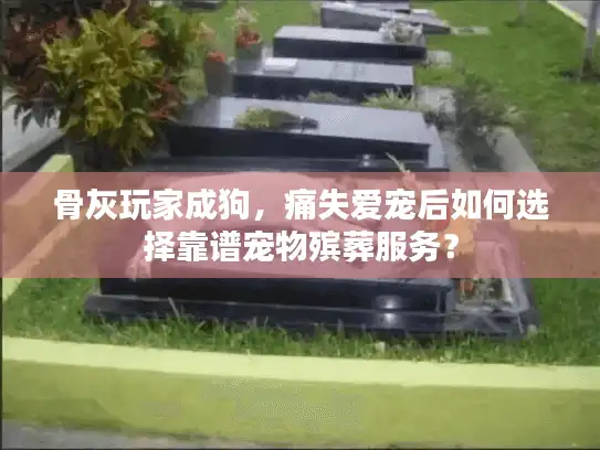 骨灰玩家成狗，痛失爱宠后如何选择靠谱宠物殡葬服务？