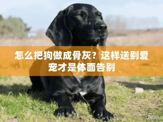 怎么把狗做成骨灰?这样送别爱宠才是体面告别 怎么把狗做成骨灰?这样送别爱宠才是体面告别