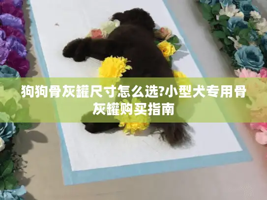 狗狗骨灰罐尺寸怎么选?小型犬专用骨灰罐购买指南 狗狗骨灰罐尺寸怎么选?小型犬专用骨灰罐购买指南