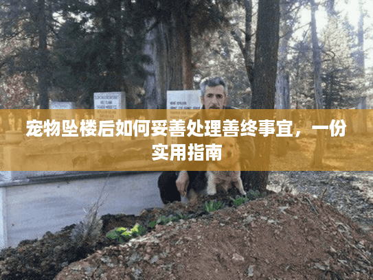 宠物坠楼后如何妥善处理善终事宜，一份实用指南
