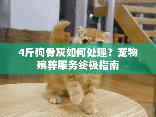 4斤狗骨灰如何处理?宠物殡葬服务终极指南 4斤狗骨灰如何处理?宠物殡葬服务终极指南
