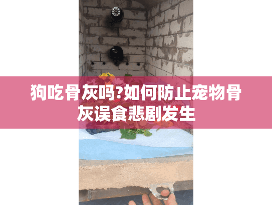 狗吃骨灰吗?如何防止宠物骨灰误食悲剧发生