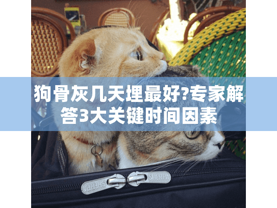 狗骨灰几天埋最好?专家解答3大关键时间因素 狗骨灰几天埋最好?专家解答3大关键时间因素