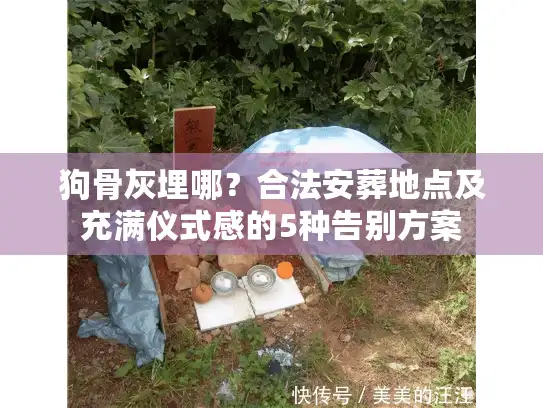 狗骨灰埋哪？合法安葬地点及充满仪式感的5种告别方案