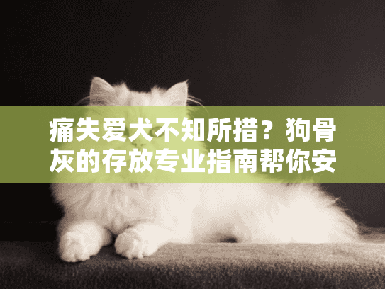 痛失爱犬不知所措？狗骨灰的存放专业指南帮你安心