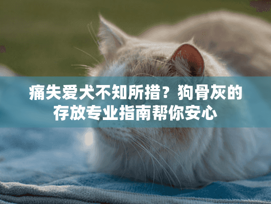 痛失爱犬不知所措？狗骨灰的存放专业指南帮你安心