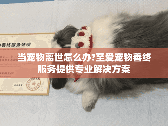 当宠物离世怎么办?至爱宠物善终服务提供专业解决方案 当宠物离世怎么办?至爱宠物善终服务提供专业解决方案