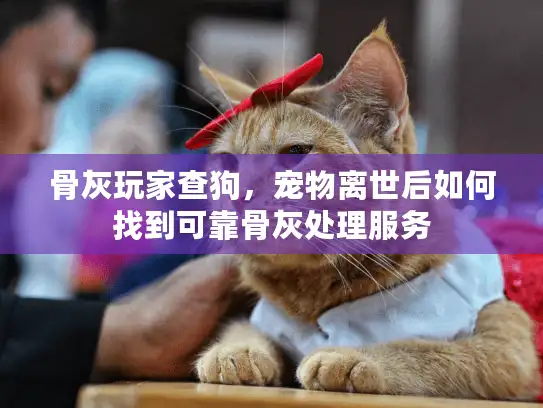 骨灰玩家查狗，宠物离世后如何找到可靠骨灰处理服务