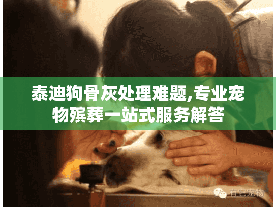 泰迪狗骨灰处理难题,专业宠物殡葬一站式服务解答