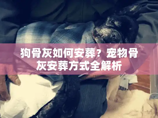 狗骨灰如何安葬？宠物骨灰安葬方式全解析