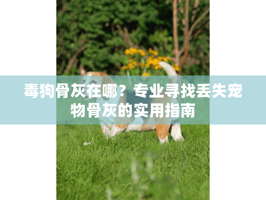 毒狗骨灰在哪？专业寻找丢失宠物骨灰的实用指南