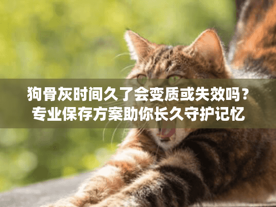 狗骨灰时间久了会变质或失效吗？专业保存方案助你长久守护记忆