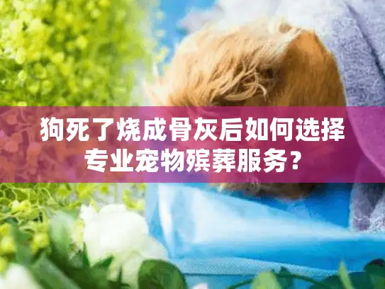 狗死了烧成骨灰后如何选择专业宠物殡葬服务？
