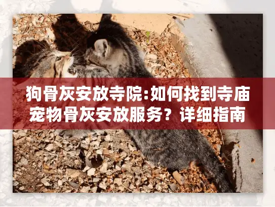 狗骨灰安放寺院:如何找到寺庙宠物骨灰安放服务？详细指南