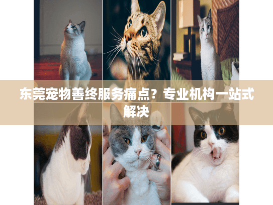东莞宠物善终服务痛点？专业机构一站式解决