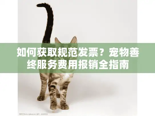 如何获取规范发票？宠物善终服务费用报销全指南