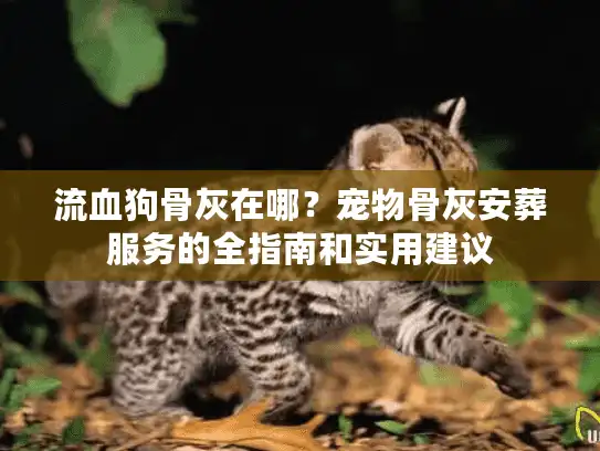 流血狗骨灰在哪?宠物骨灰安葬服务的全指南和实用建议 流血狗骨灰在哪?宠物骨灰安葬服务的全指南和实用建议