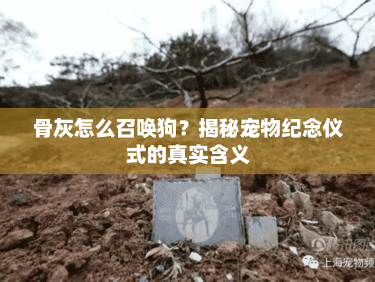 骨灰怎么召唤狗?揭秘宠物纪念仪式的真实含义 骨灰怎么召唤狗?揭秘宠物纪念仪式的真实含义