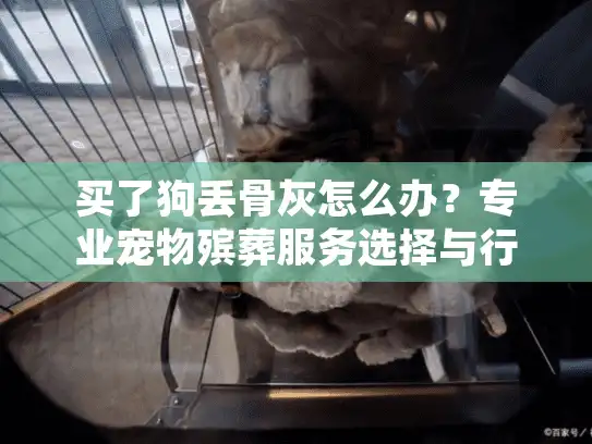 买了狗丢骨灰怎么办？专业宠物殡葬服务选择与行动指南