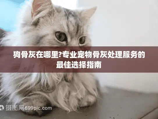 狗骨灰在哪里?专业宠物骨灰处理服务的最佳选择指南