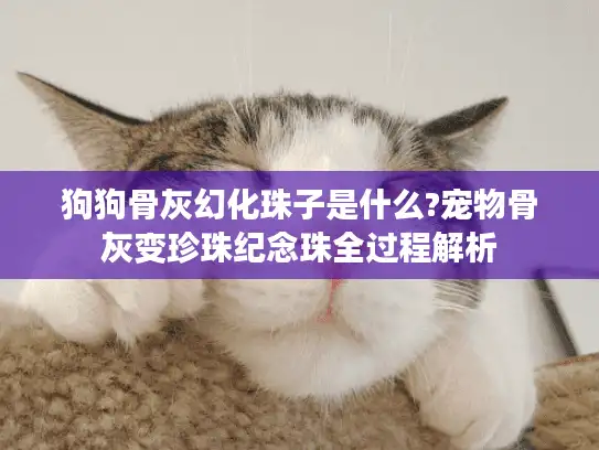 狗狗骨灰幻化珠子是什么?宠物骨灰变珍珠纪念珠全过程解析