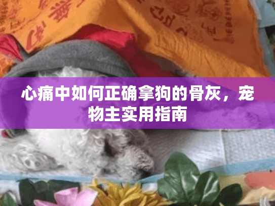 心痛中如何正确拿狗的骨灰，宠物主实用指南