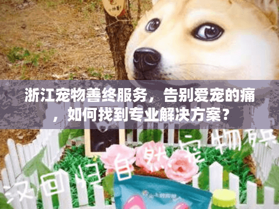 浙江宠物善终服务,告别爱宠的痛,如何找到专业解决方案? 浙江宠物善终服务,告别爱宠的痛,如何找到专业解决方案?