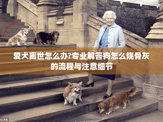爱犬离世怎么办?专业解答狗怎么烧骨灰的流程与注意细节