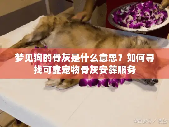 梦见狗的骨灰是什么意思?如何寻找可靠宠物骨灰安葬服务 梦见狗的骨灰是什么意思?如何寻找可靠宠物骨灰安葬服务