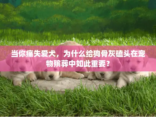 当你痛失爱犬，为什么给狗骨灰磕头在宠物殡葬中如此重要？