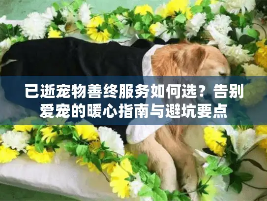 已逝宠物善终服务如何选?告别爱宠的暖心指南与避坑要点 已逝宠物善终服务如何选?告别爱宠的暖心指南与避坑要点