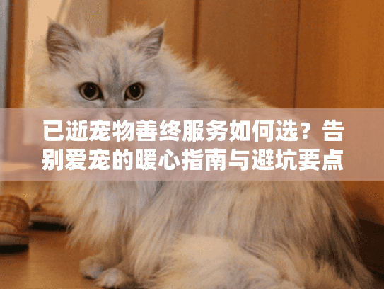 已逝宠物善终服务如何选?告别爱宠的暖心指南与避坑要点 已逝宠物善终服务如何选?告别爱宠的暖心指南与避坑要点