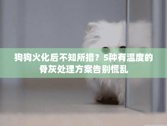 狗狗火化后不知所措?5种有温度的骨灰处理方案告别慌乱 狗狗火化后不知所措?5种有温度的骨灰处理方案告别慌乱