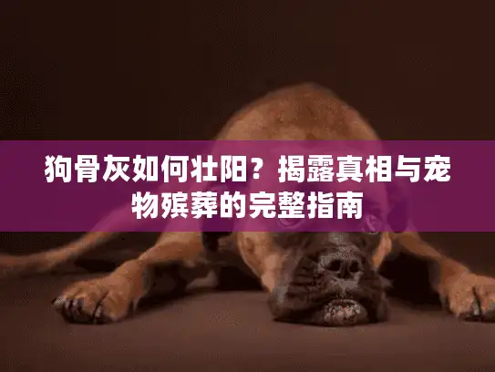 狗骨灰如何壮阳？揭露真相与宠物殡葬的完整指南