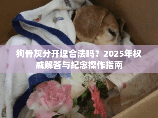 狗骨灰分开埋合法吗?2025年权威解答与纪念操作指南 狗骨灰分开埋合法吗?2025年权威解答与纪念操作指南