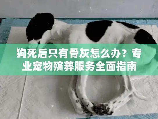 狗死后只有骨灰怎么办？专业宠物殡葬服务全面指南