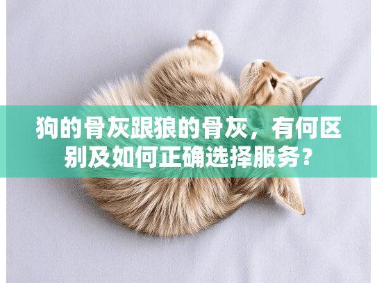 狗的骨灰跟狼的骨灰，有何区别及如何正确选择服务？