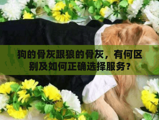 狗的骨灰跟狼的骨灰，有何区别及如何正确选择服务？