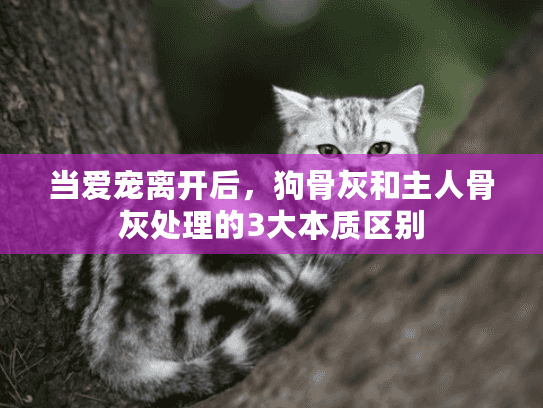 当爱宠离开后,狗骨灰和主人骨灰处理的3大本质区别 当爱宠离开后,狗骨灰和主人骨灰处理的3大本质区别