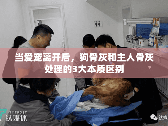 当爱宠离开后,狗骨灰和主人骨灰处理的3大本质区别 当爱宠离开后,狗骨灰和主人骨灰处理的3大本质区别