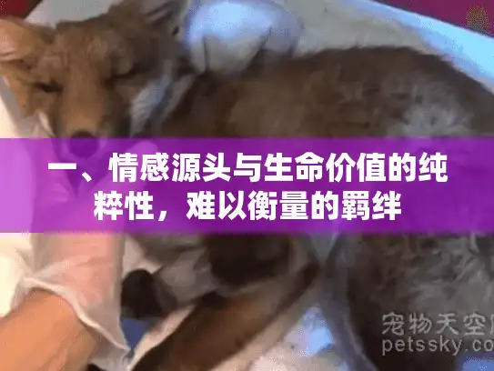 一、情感源头与生命价值的纯粹性，难以衡量的羁绊