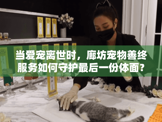 当爱宠离世时，廊坊宠物善终服务如何守护最后一份体面？