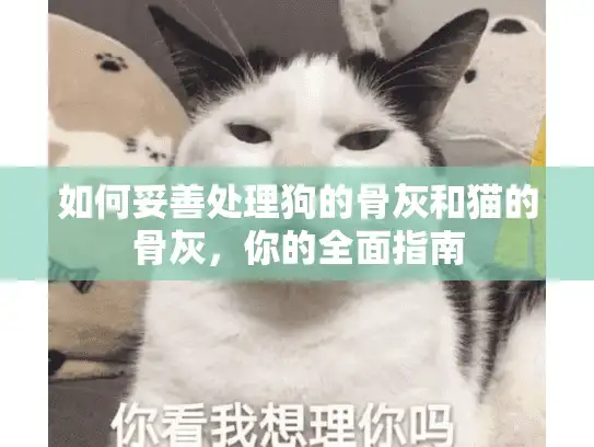 如何妥善处理狗的骨灰和猫的骨灰,你的全面指南 如何妥善处理狗的骨灰和猫的骨灰,你的全面指南