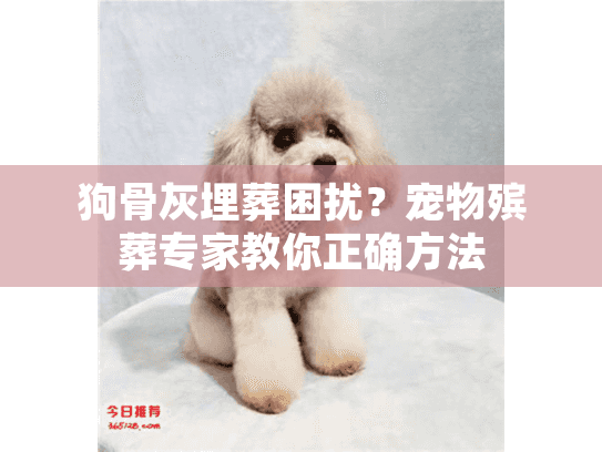 狗骨灰埋葬困扰？宠物殡葬专家教你正确方法