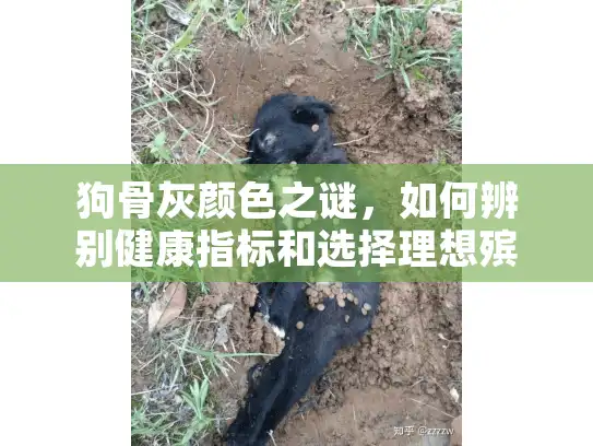 狗骨灰颜色之谜，如何辨别健康指标和选择理想殡葬服务？