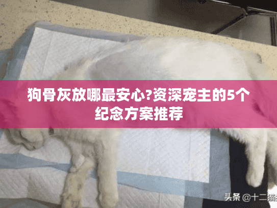 狗骨灰放哪最安心?资深宠主的5个纪念方案推荐