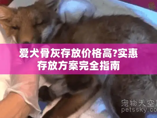 爱犬骨灰存放价格高?实惠存放方案完全指南